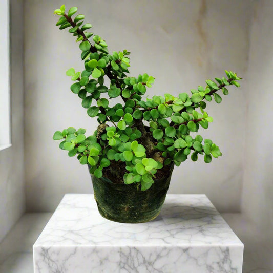 Buy Jade Plant from Idyl