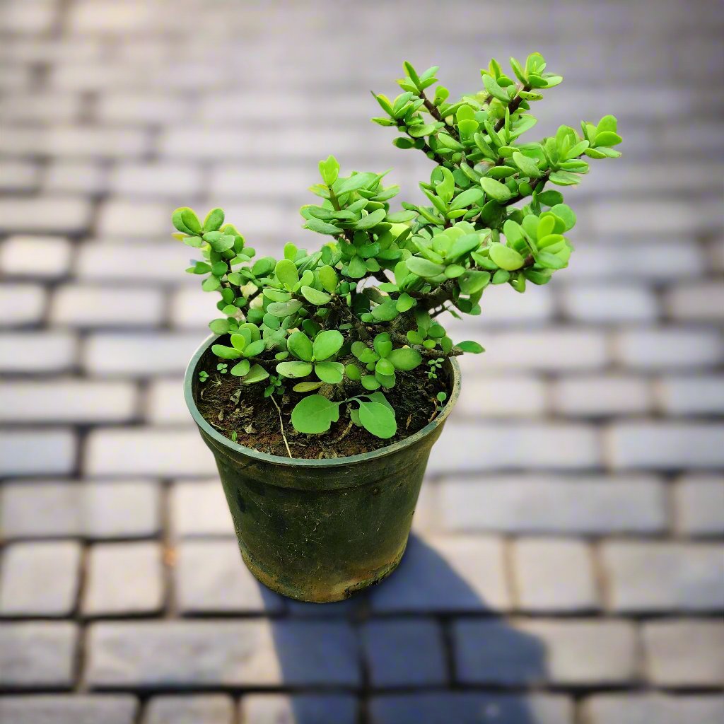 Buy Lucky Jade Plant Online