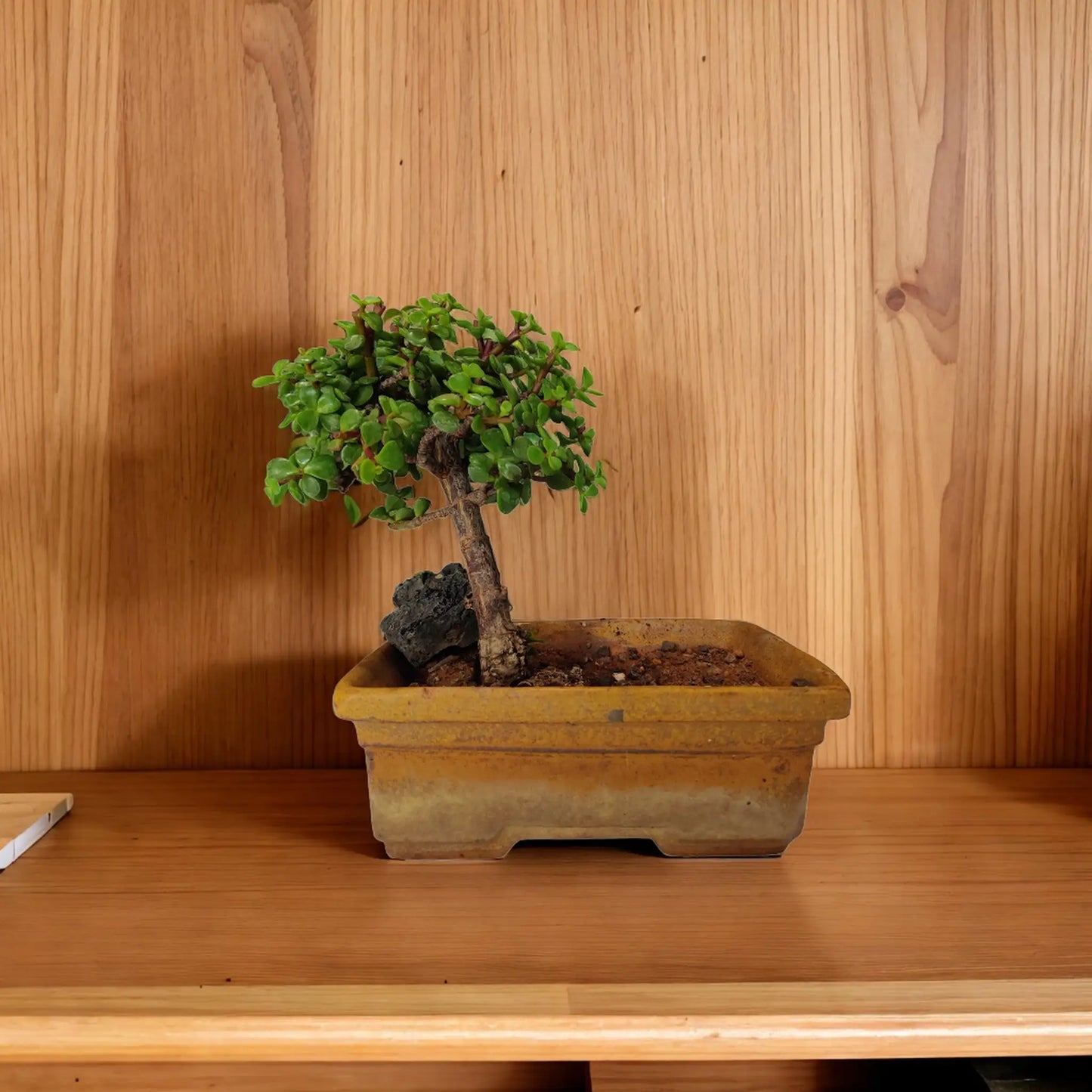 Buy Jade Bonsai from Idyl Online. Premium Bonsai.