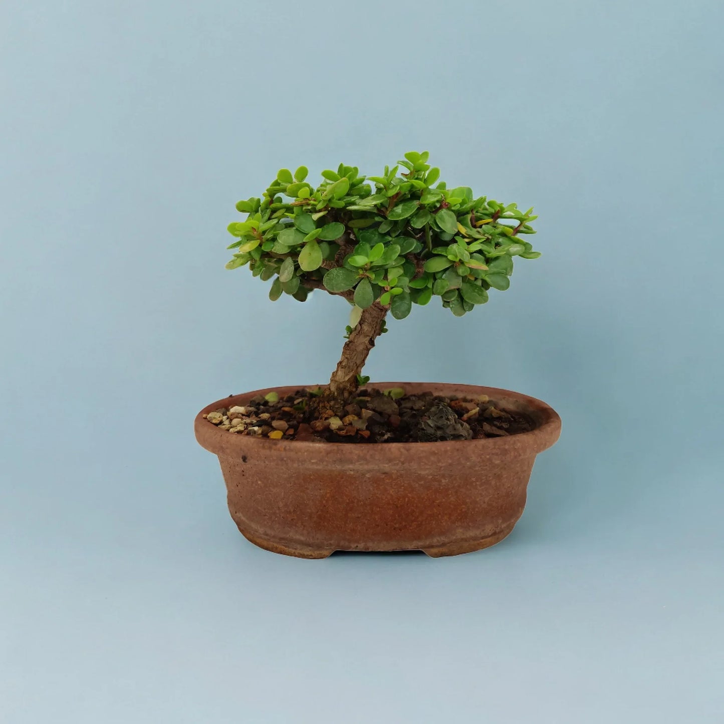 Buy Jade from Idyl Online. Premium Succulent.