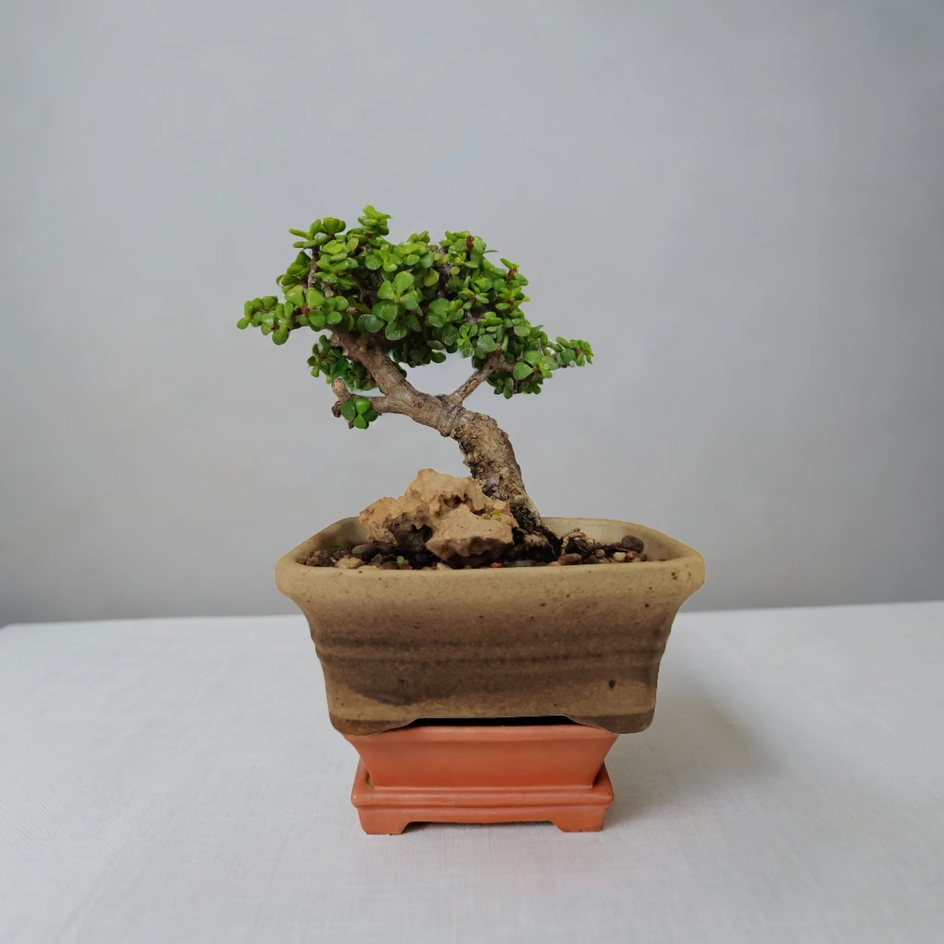 Buy Jade Bonsai from Idyl Online. Premium Bonsai.