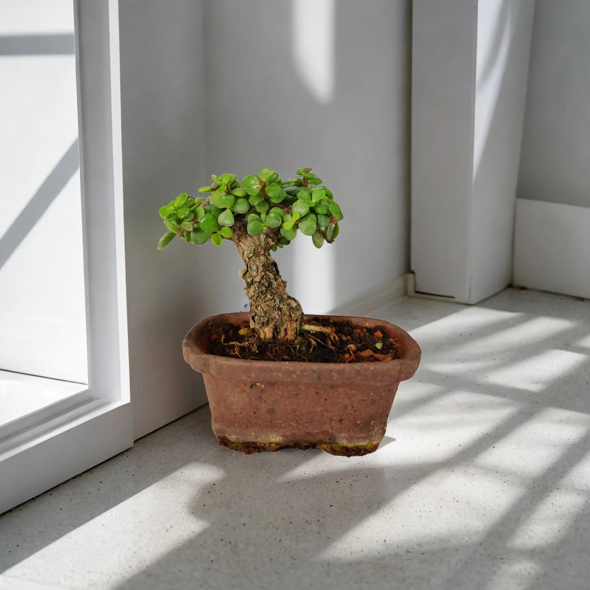 Buy Jade Bonsai from Idyl Online. Premium Bonsai.