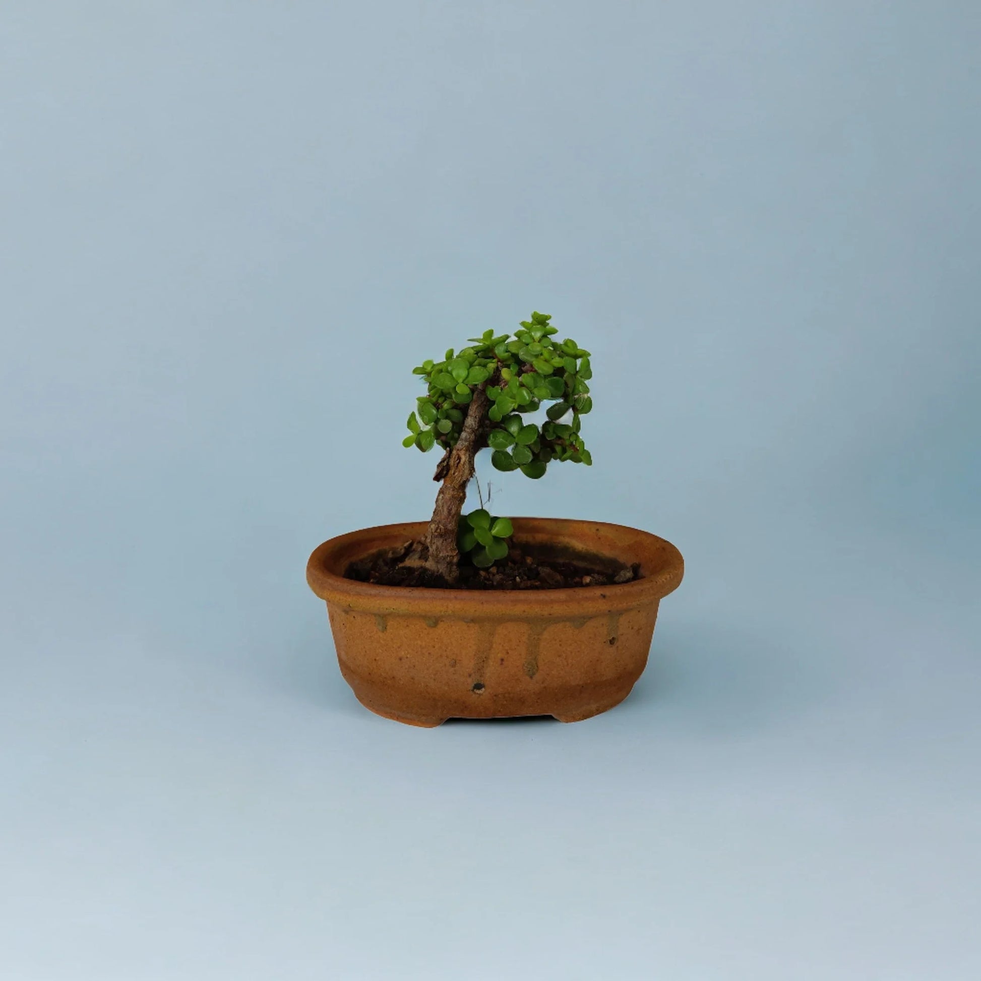 Buy Jade from Idyl Online. Premium Succulent.