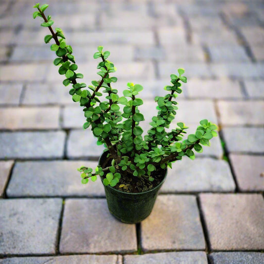 Buy Jade Plant Online From Idyl