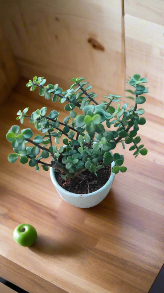 Jade plant in a ceramic pot