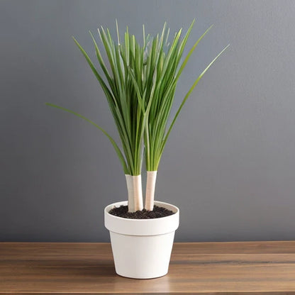 Buy Lemongrass Online - Fresh and Aromatic | Order Now