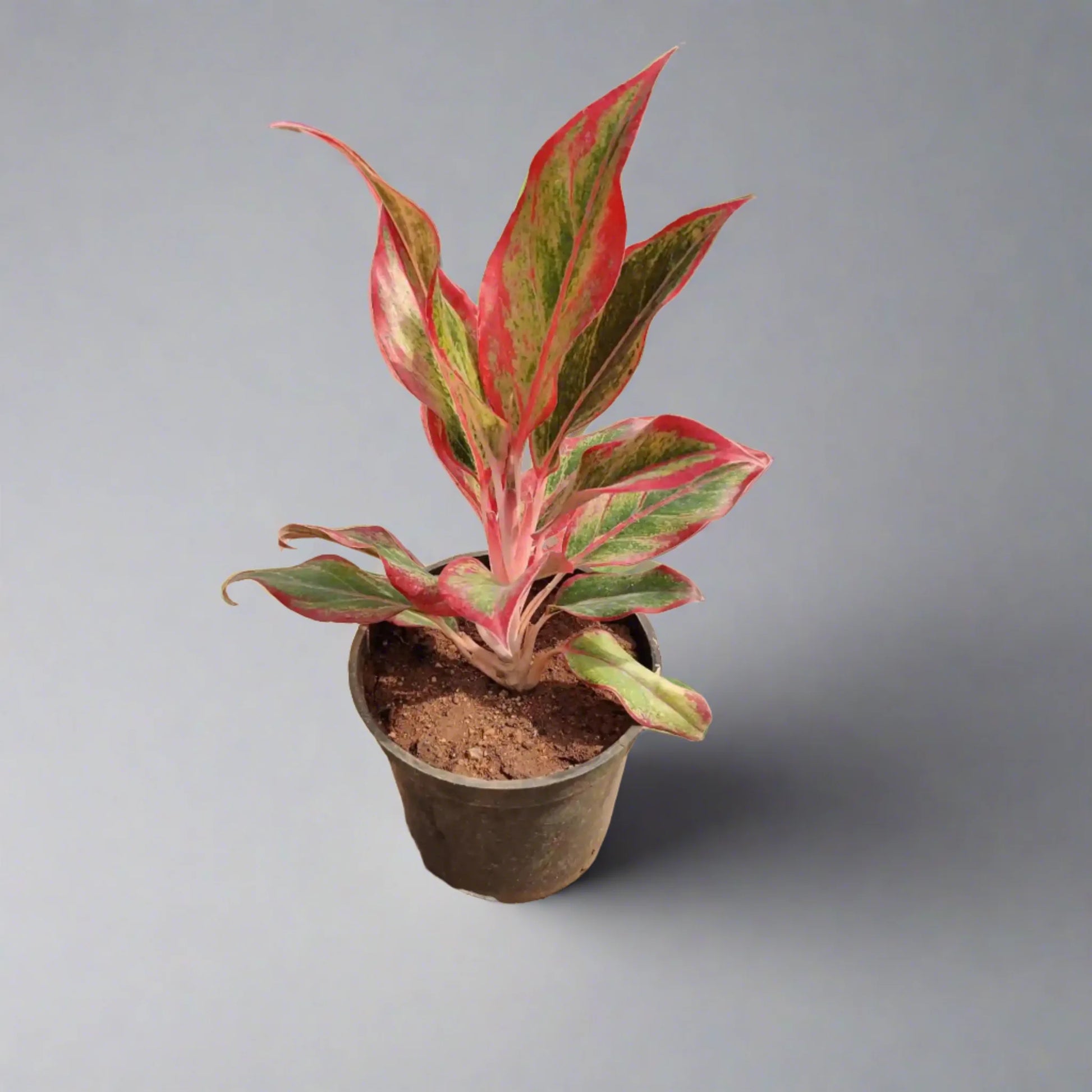 Buy Aglaonema Lipstick | Indoor Plant | Idyl