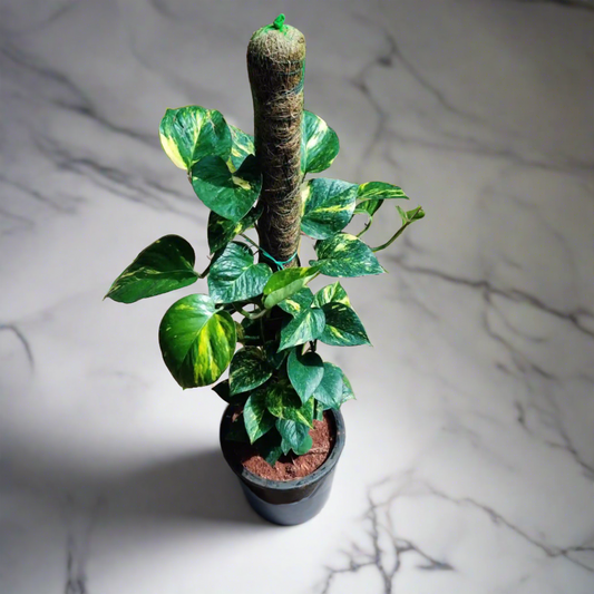 Money Plant with Moss Stick