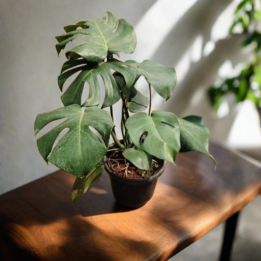 Buy Monstera Plant Online - Trendy and Iconic | Shop Now