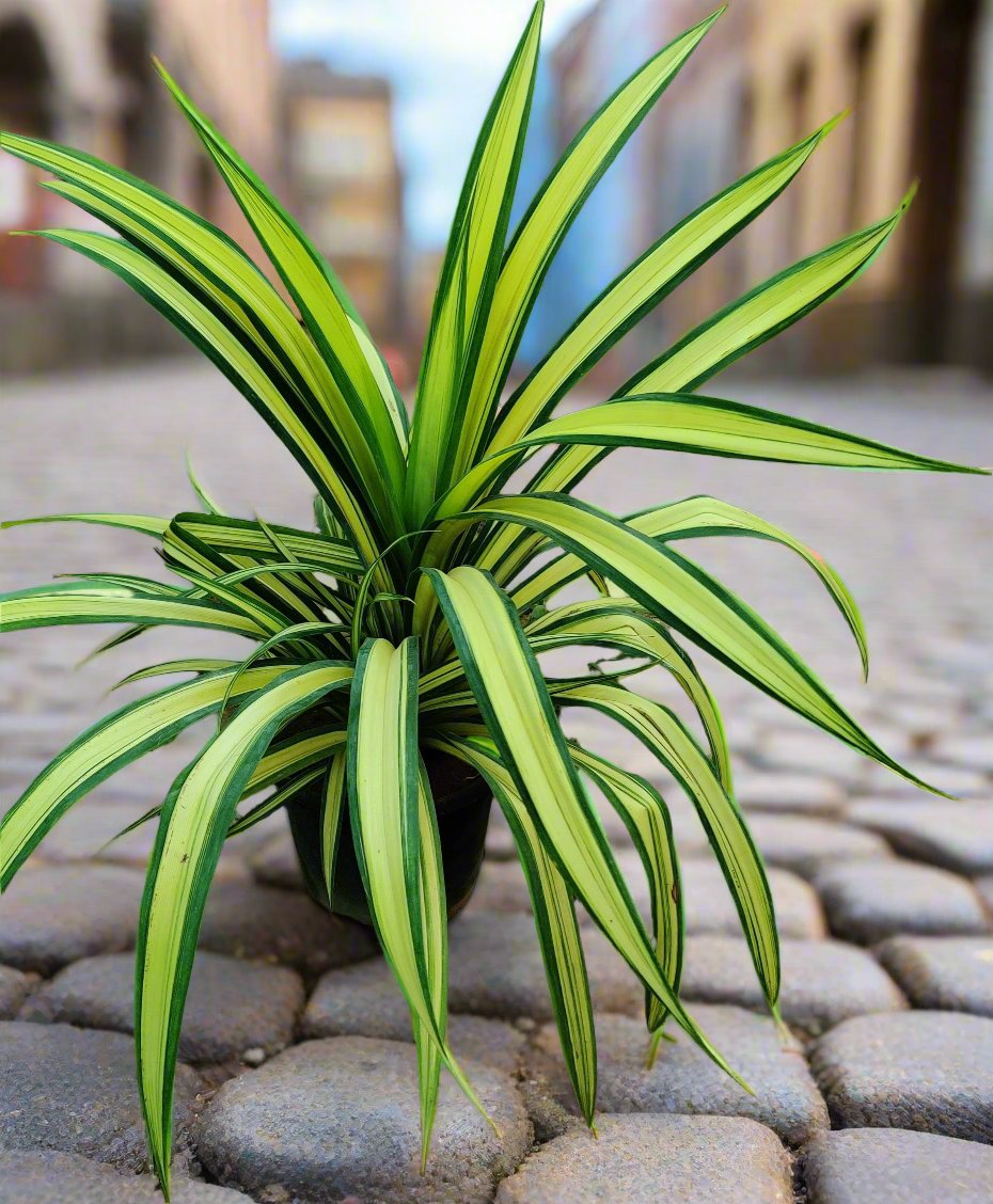 Buy Spider Plant Online