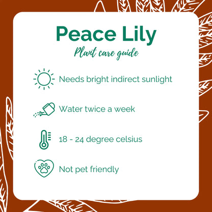 Peace Lily