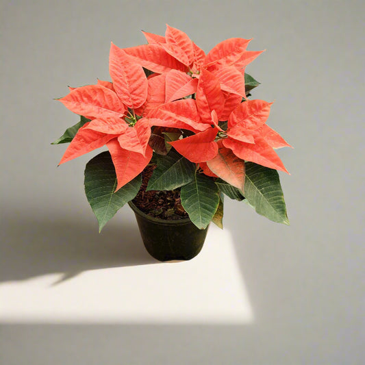 Buy Poinsettia Online from Idyl