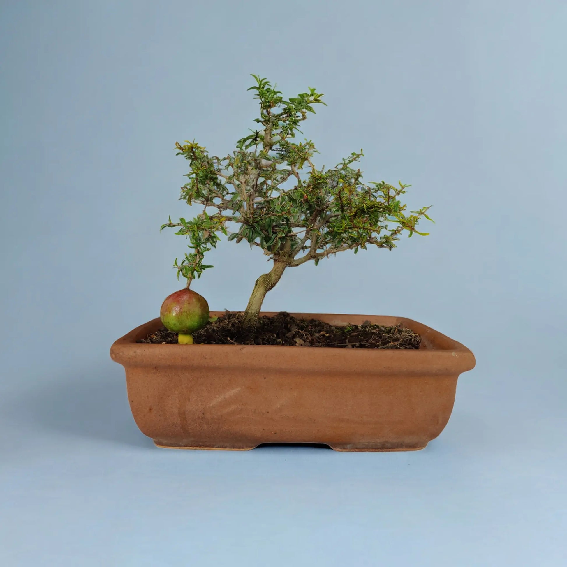 Buy Pomegranate Bonsai from Idyl Online. Premium Bonsai.