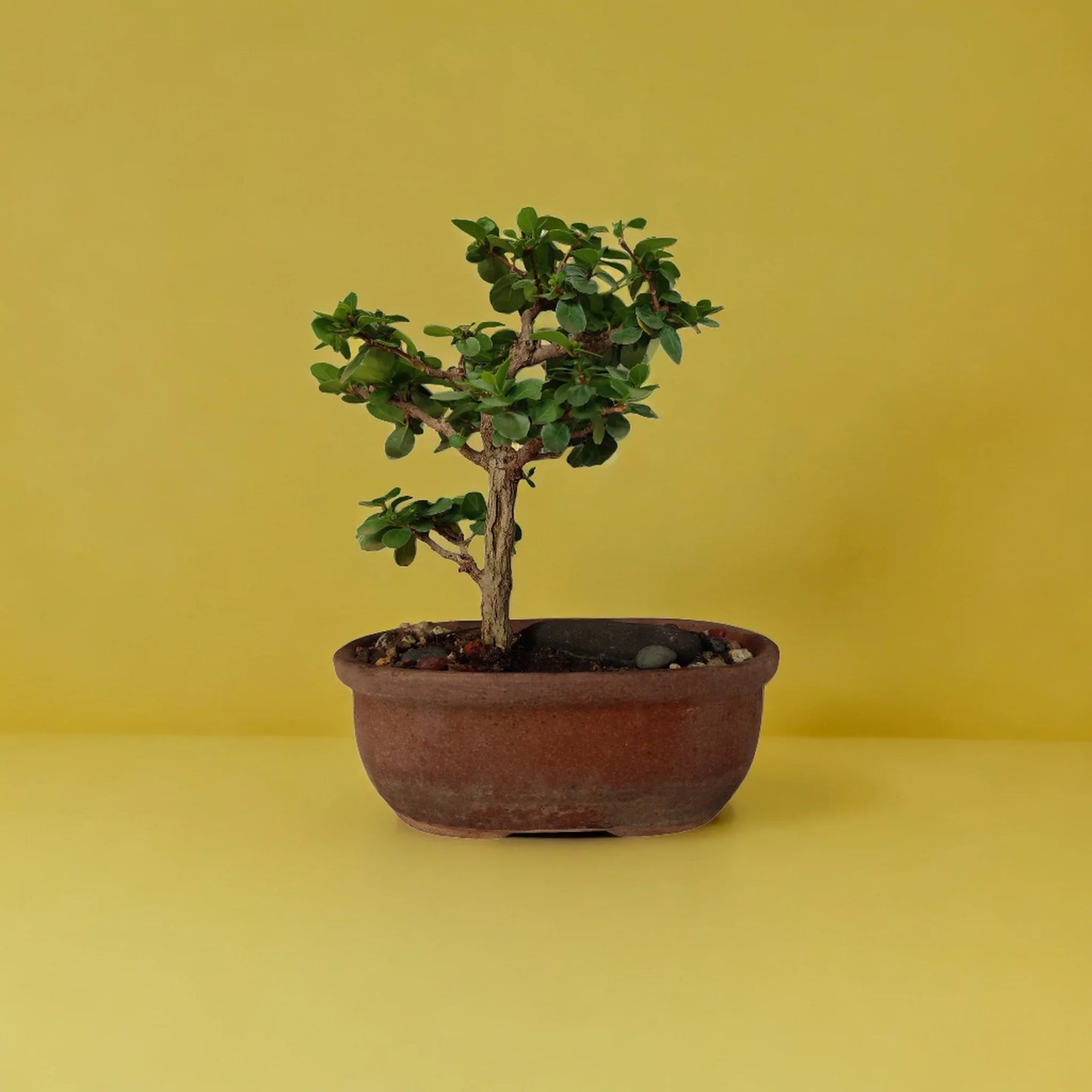 Buy Premna Bonsai from Idyl Online. Premium Bonsai.