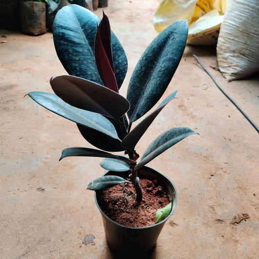 Rubber Plant