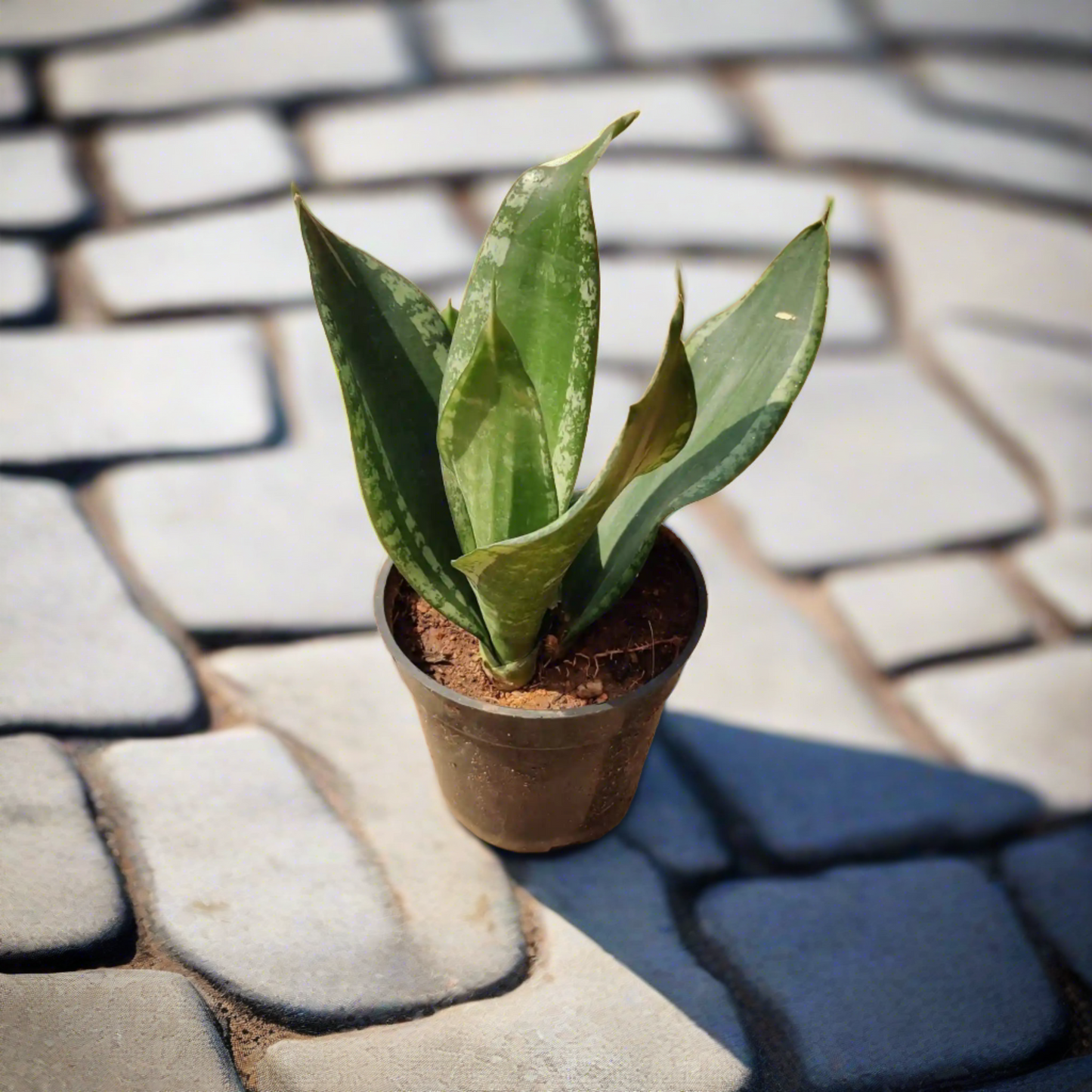 Snake Plant Moonshine