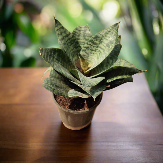 Snake Plant Twist - Green