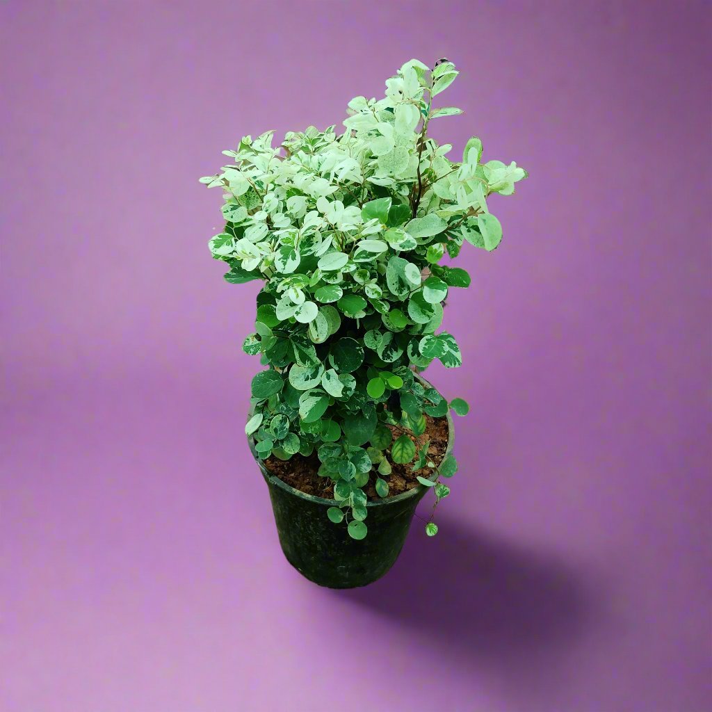 Buy Snow Bush Plant from Idyl