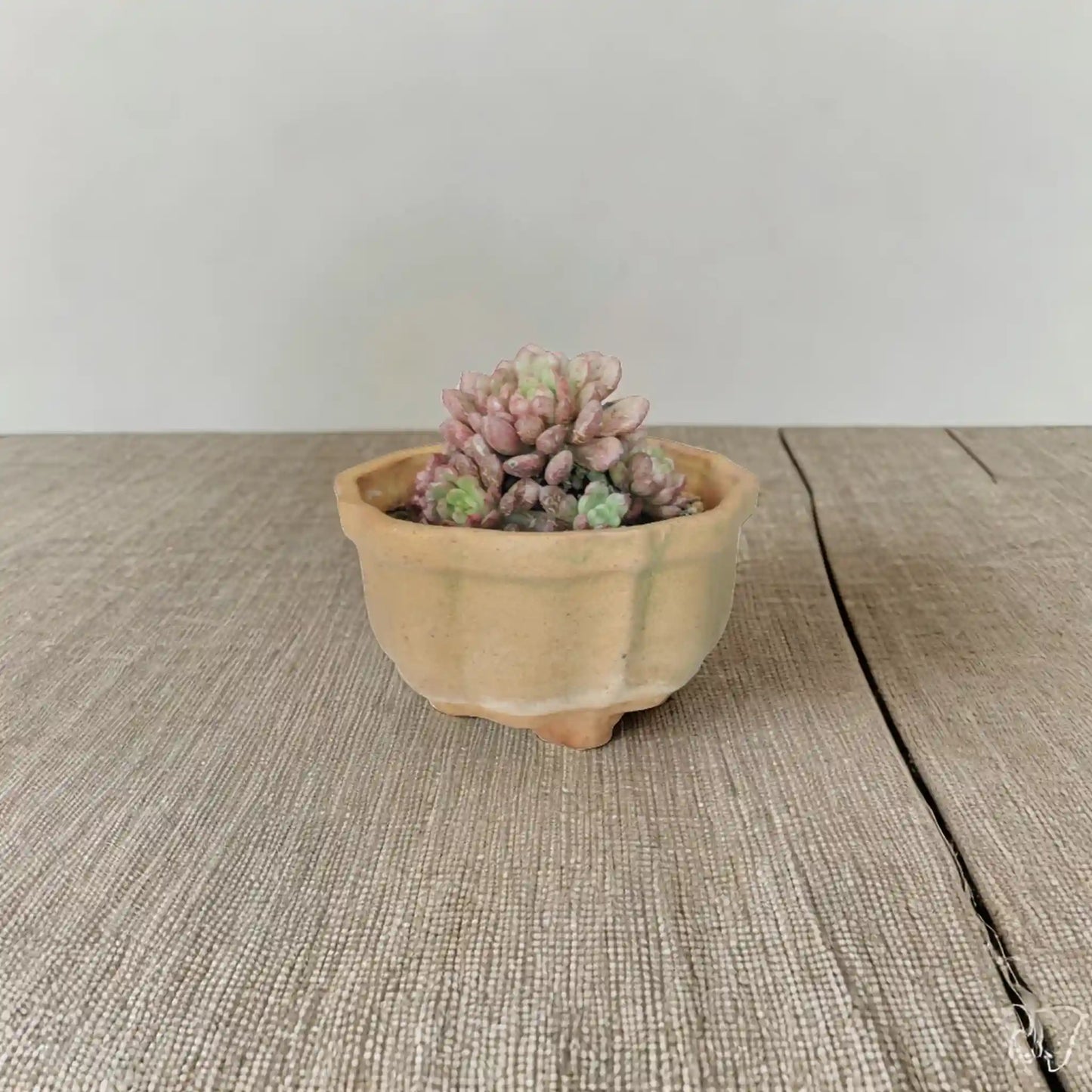 Buy Succulent from Idyl Online. Premium Succulent.