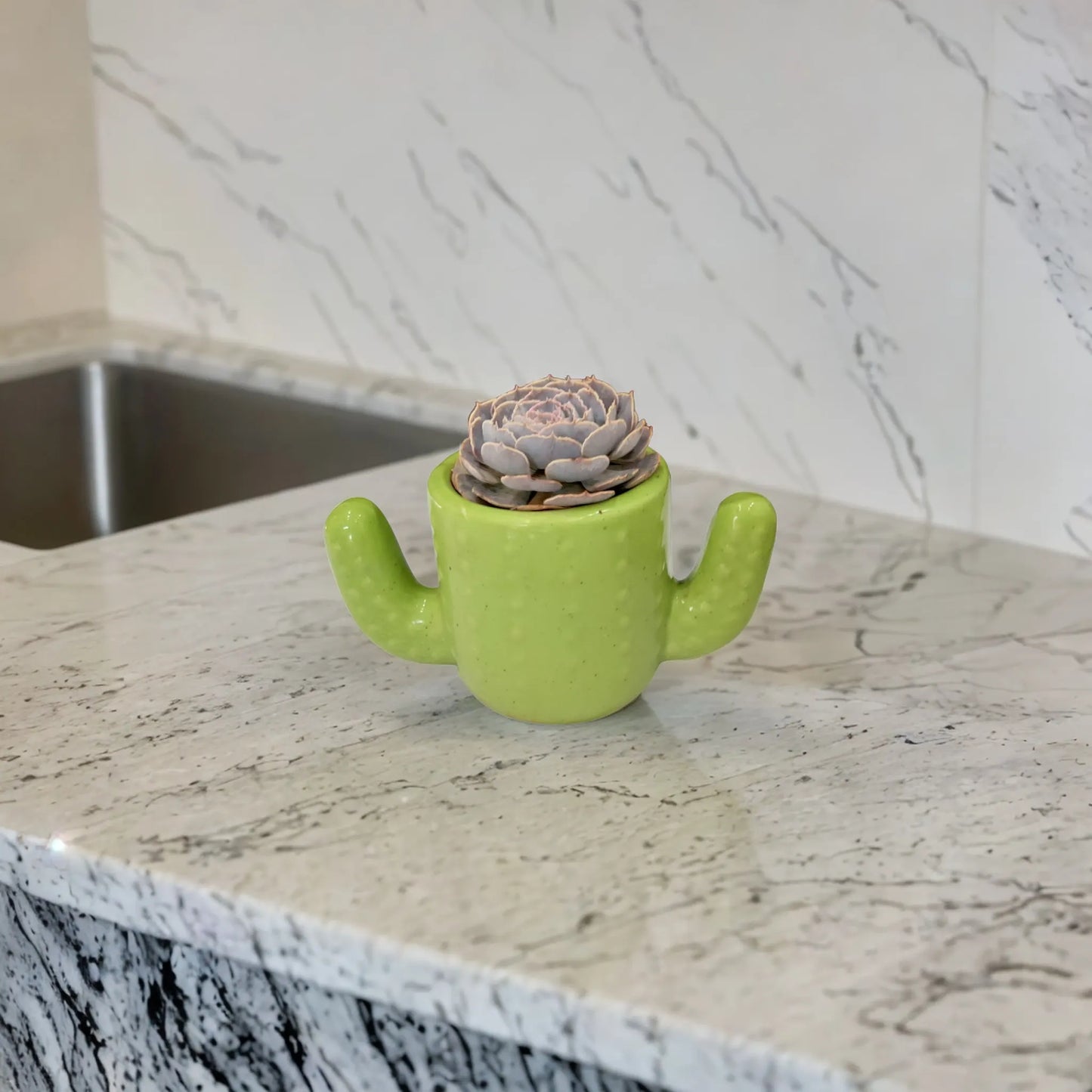 Buy Lilac Lotus in Cacti-Cup from Idyl Online. Premium Succulent.