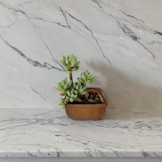 Buy Elegant Ascender Succulent from Idyl Online. Premium Succulent.