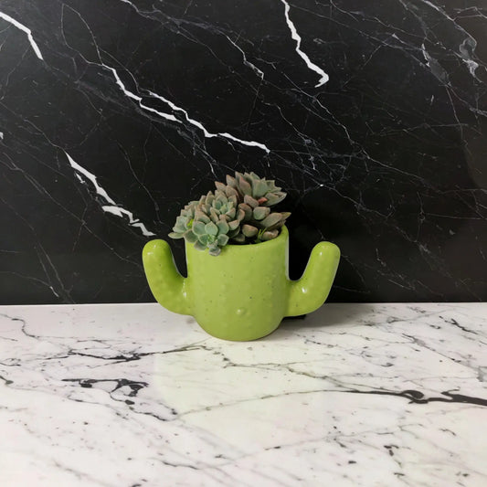 Buy Cacti Cuddle Succulent from Idyl Online. Premium Succulent.