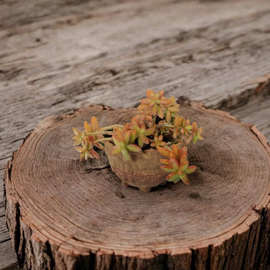 Buy Golden Ember Succulent from Idyl Online. Premium Succulent.