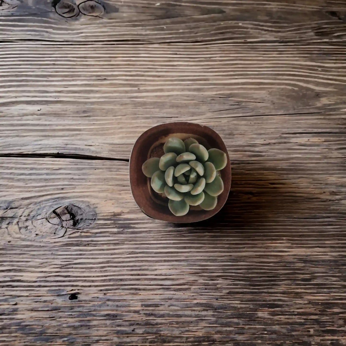 Buy Succulent from Idyl Online. Premium Succulent.