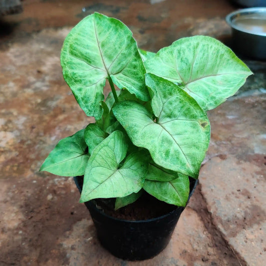 Syngonium Green - 4 inch nursery pot