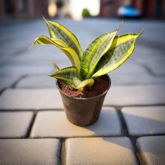 Buy Snake Plant Online - Hardy and Air-Purifying | Shop Now