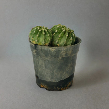 Shop the Best Cactus Plants - Buy Now and Enjoy Easy Care