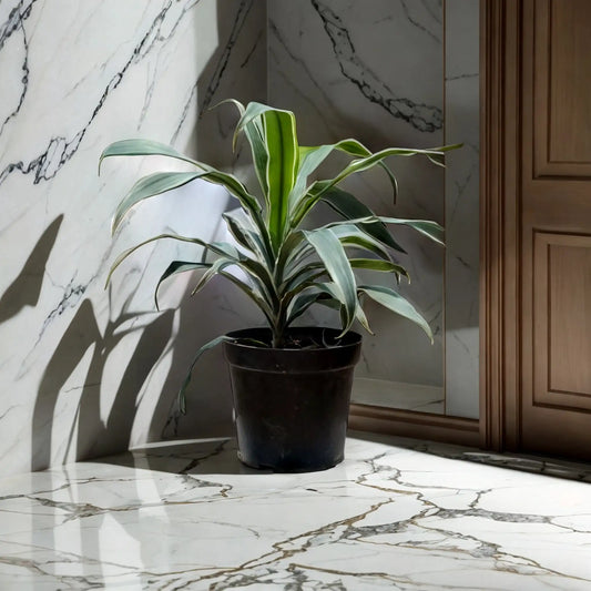 Buy Dracaena Plant Online - Graceful and Air-Purifying | Shop Now