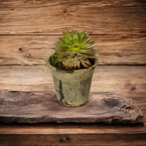 Buy Succulents: Your Online Source for Drought-Tolerant Plants