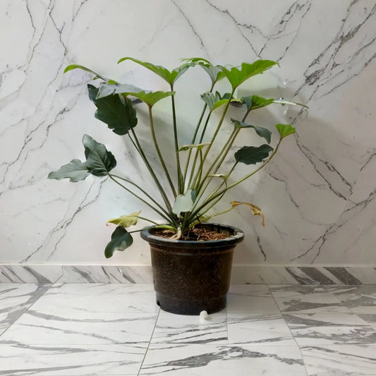 Buy Green Gened Plant Online - Elegant and Easy to Grow | Shop Now