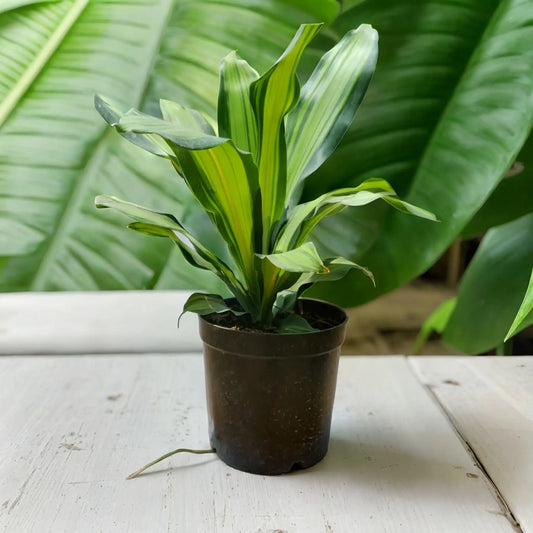 Buy Darasin Plant Online - Unique and Captivating | Shop Now