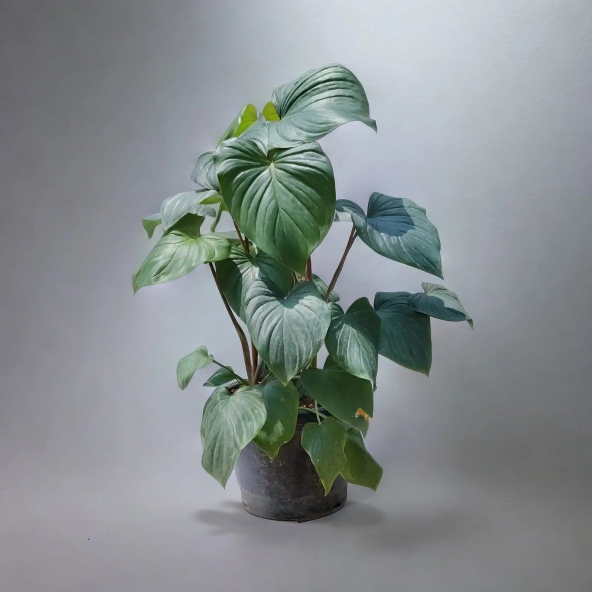 Buy Philodendron Plant Online - Versatile and Green | Shop Now