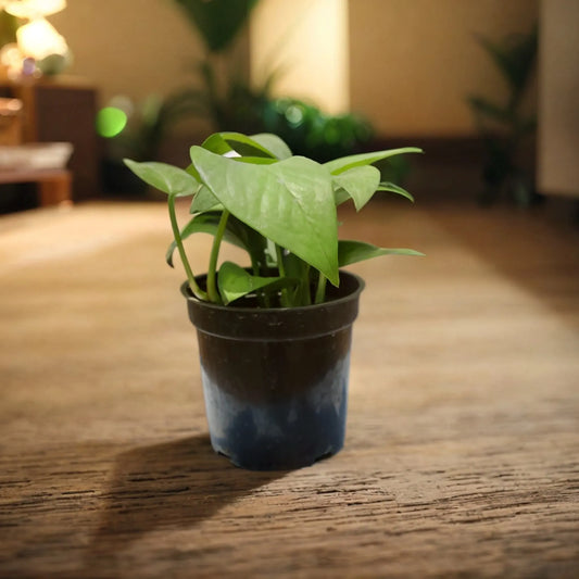 Buy Green Money Plant Online - Easy to Grow and Purify Air