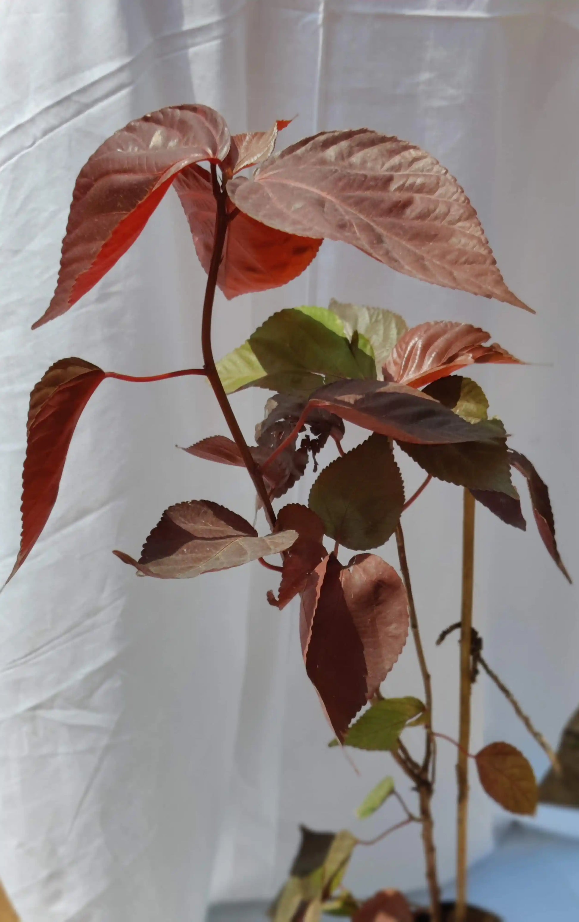 Buy Acalypha/Akalifa Plant Online - Colorful and Eye-Catching | Order Now