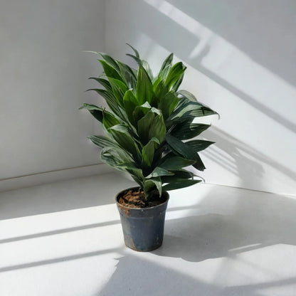 Buy Dracaena Ocean Plant Online - Striking and Serene | Order Now