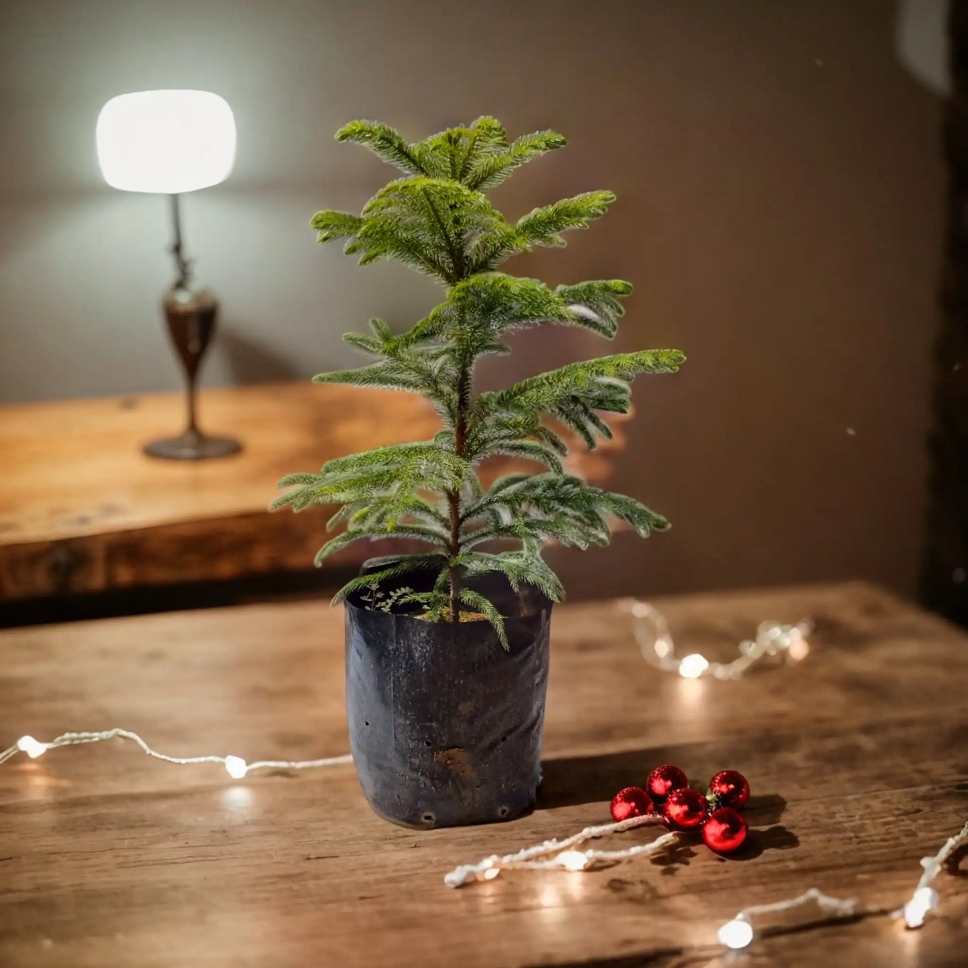 Buy Christmas Tree Online - Festive and Evergreen | Shop Now Description