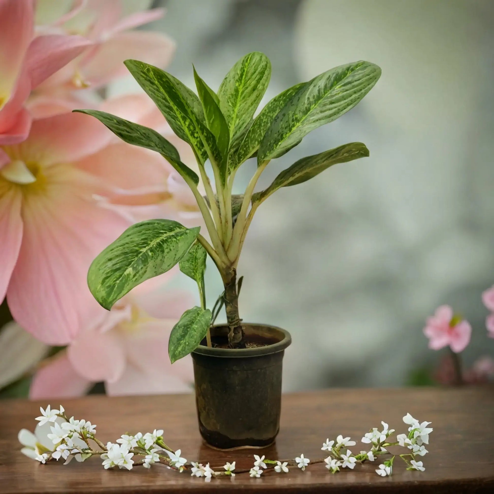 Buy Aglaonema Plant Online - Colorful and Resilient | Shop Now