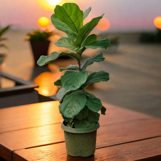 Buy Fiddle Leaf Fig Tree Online - Iconic and Majestic | Shop Now