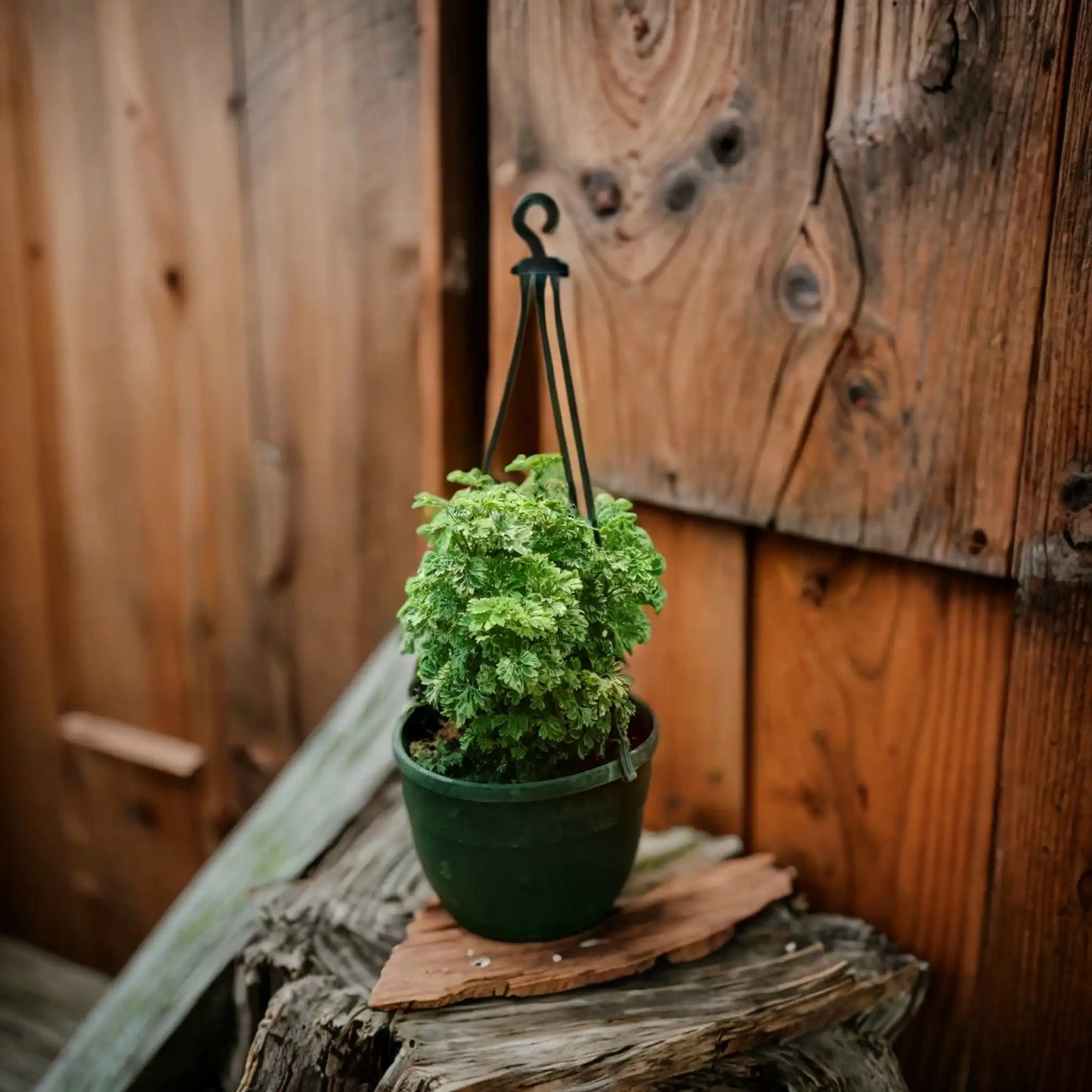 Aralia: The Air-Purifying Indoor Plant That's Perfect for Large Spaces