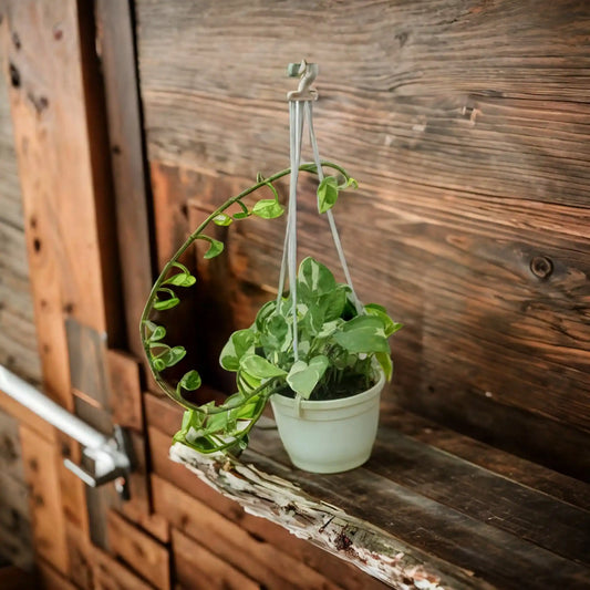 Money Plant N'joy: The Easy-to-Care-For Indoor Plant That's Perfect for Low-Light Conditions