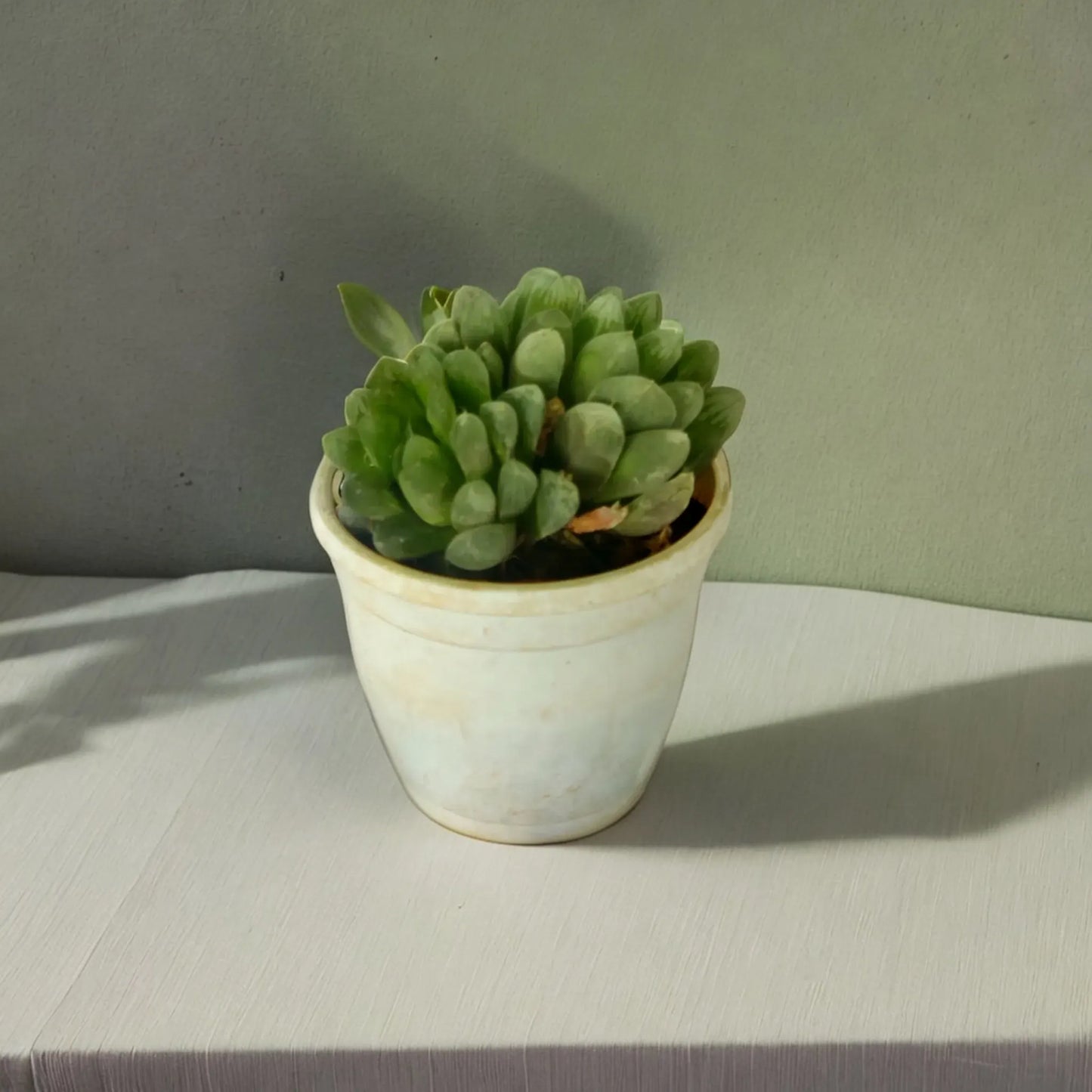 Premium Succulents for Sale: Buy Succulents Online Today