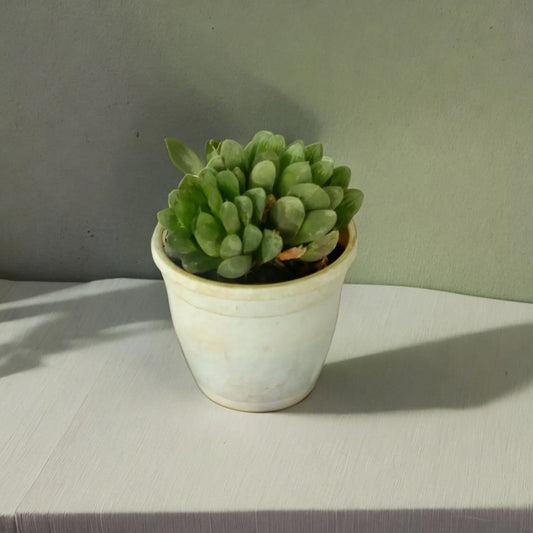 Premium Succulents for Sale: Buy Succulents Online Today