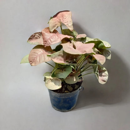 Buy Syngonium Plant Online - Variegated Beauty | Order Now