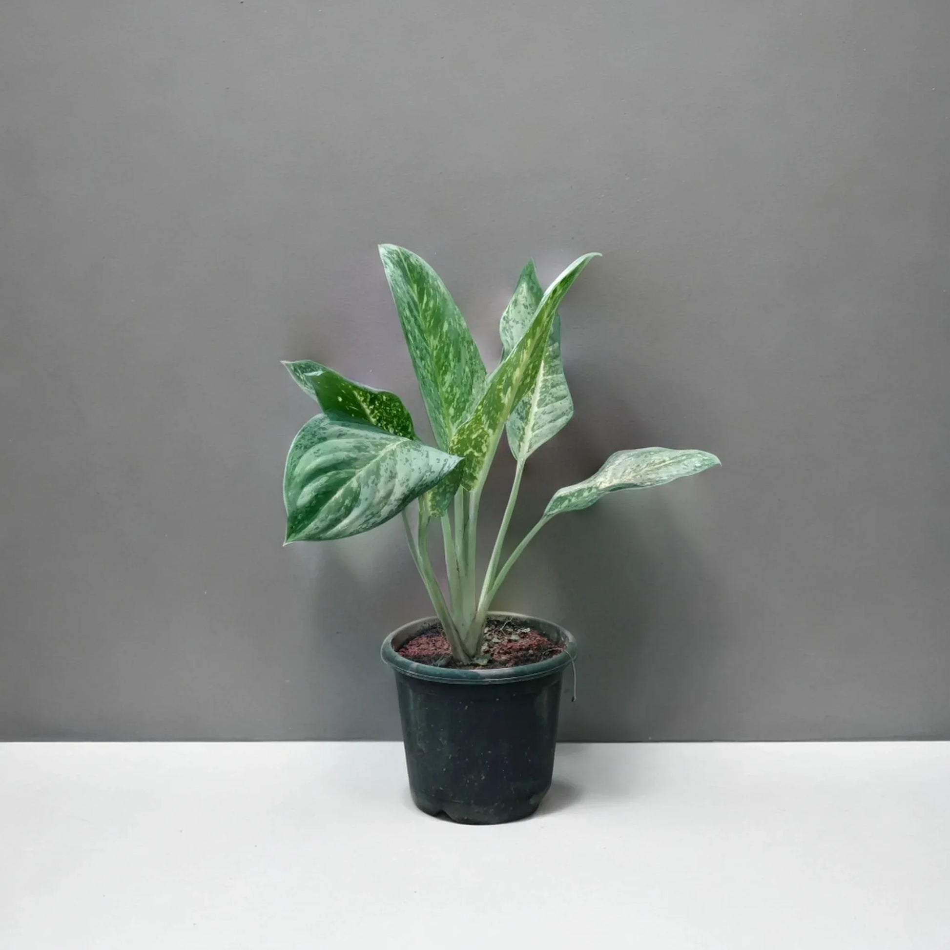 Aglaonema: The Easy-to-Care-For Indoor Plant That's Perfect for Low-Light Conditions