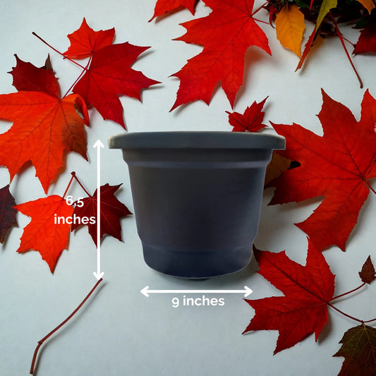 Le' Elegance (Plastic Pot)