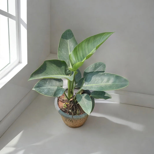 Philodendron Green: The Classic Indoor Plant That's Easy to Care For